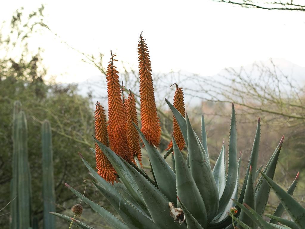 Aloe Manor Otel Oudtshoorn Dış mekan fotoğraf